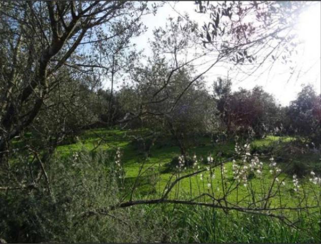 Immobile in asta di 258216 m² in vendita a Loiri Porto San Paolo - Foto 11
