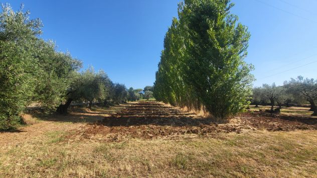 TERRENO AGRICOLO RIF. T1/2494
