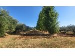 TERRENO AGRICOLO RIF. T1/2494