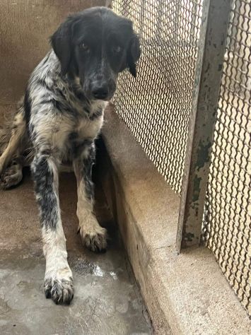 PROCOPIA, UN'OCCASIONE DI VITA, CAGNOLINA IN ADOZIONE - Foto 3