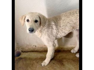 ETTORE L' OCCASIONE PER APRIRSI ALLA VITA CUCCIOLO IN ADOZIONE