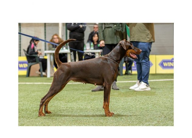 Dolcissimi cuccioli di Dobermann cercano una casa piena d’amore - Foto 9