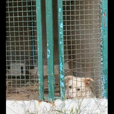 DOROTHY una nuova vita da donarle, cagnolina in adozione - Foto 4