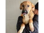 MOCKY un piccolo tenerone, cucciolo in adozione