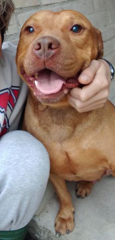 EMMER UNA NUOVA VITA, CANE IN ADOZIONE - Foto 6