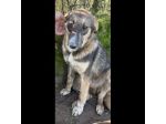 JOHNNY LA DOLCEZZA, CUCCIOLO IN ADOZIONE