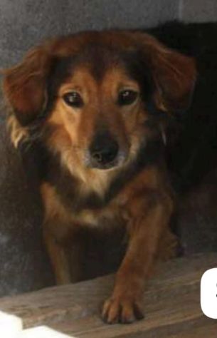 RICKY 9 ANNI 13/15 kg - Foto 3