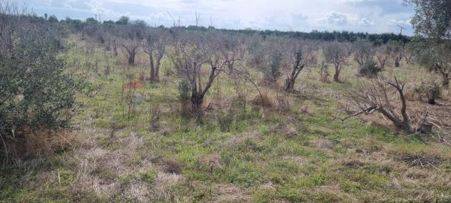 Terreno in vendita a Paternò - Foto 7