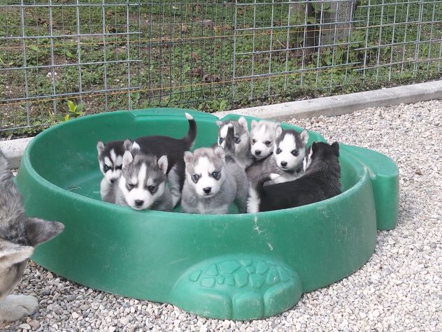 Cuccioli di siberian husky - Foto 7