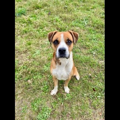 NADIR SIMIL BOXER SOCIEVOLE EDUCATO CANE IN ADOZIONE - Foto 9