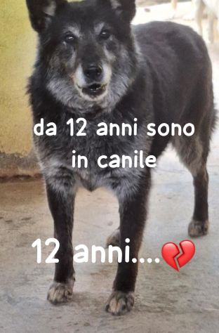 LUNA 12 ANNI taglia media - Foto 2