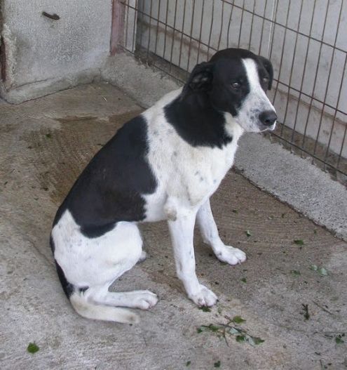 DYLAN, giovane e dolcissimo - Foto 3