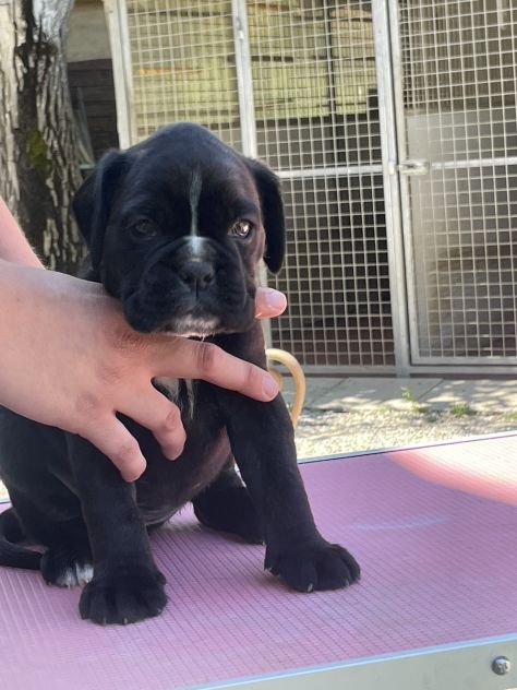 Cuccioli Boxer - Foto 3