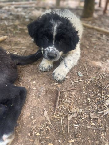 Zorro cucciolo - Foto 5