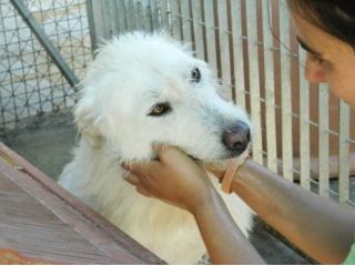 HOLLY, gli occhi dell 'amore