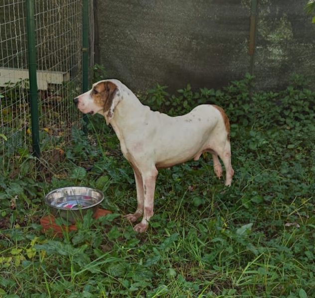 Poncho segugio - Foto 4
