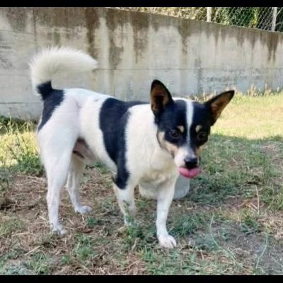 Pouf delizioso cagnolino in adozione - Foto 2