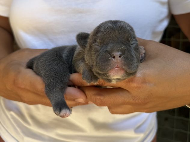 Cuccioli bulldog francese esotico - Foto 2