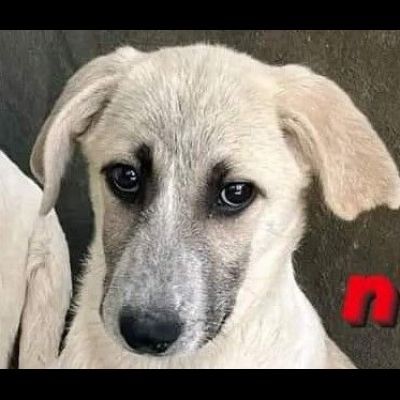 SAVERIO CUCCIOLO IN ADOZIONE - Foto 2
