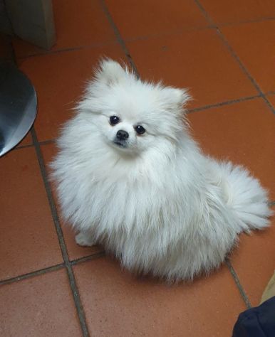Volpino di pomerania femmina pedigree - Foto 2