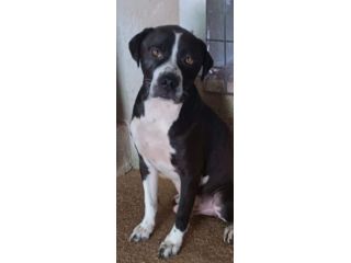 DODO' occhi dolci CANE IN ADOZIONE