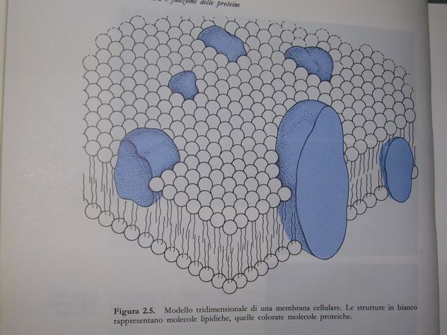 INTRODUZIONE ALLA BIOCHIMICA - Foto 9