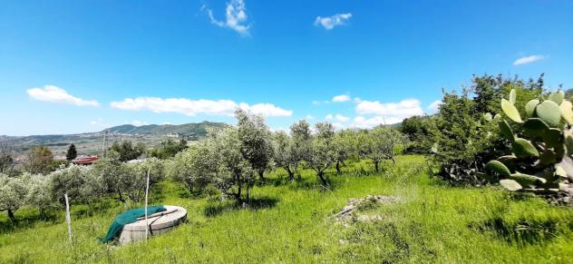 Uliveto in vendita a Montecorvino Rovella - Foto 5