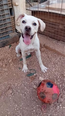 GRETA, 10 MESI (01/12/25), TROVATA AD ELEMOSINARE CIBO E COCCOLE - Foto 5