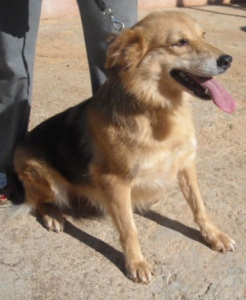 ROBY, tenerissima cagnolina - Foto 3