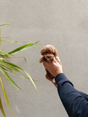 Cucciolo di barboncini toy - Foto 2