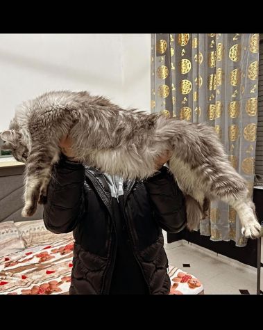 Maine Coon xxl AltaGenetica