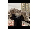 Maine Coon xxl AltaGenetica