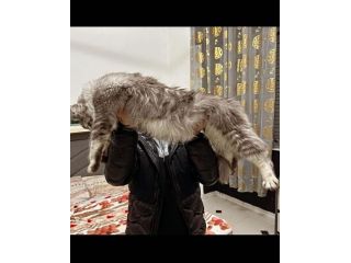 Maine Coon xxl AltaGenetica