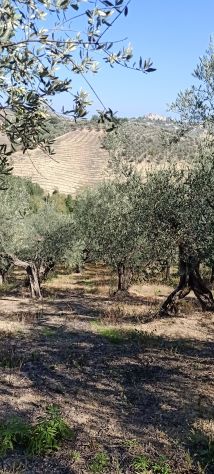 Terreno in vendita a Loreto Aprutino - Foto 9