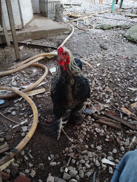 Uova feconde di brahma argento - Foto 2