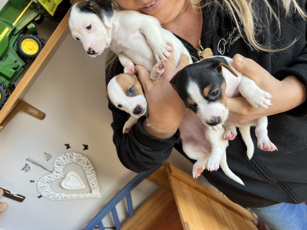 Cuccioli di Jack Russell - Foto 4