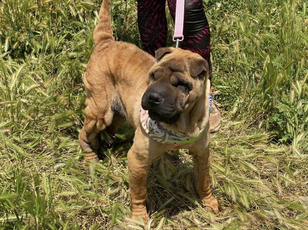 Adotta Anita dal canile , simil Shar pei - Foto 8