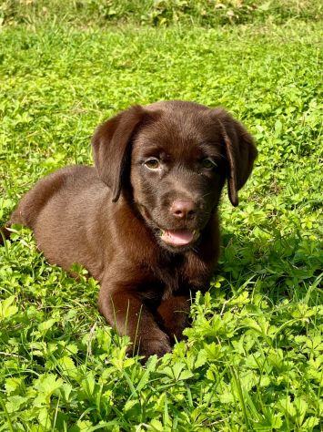 LABRADOR RETRIEVER CUCCIOLI CIOCCOLATO