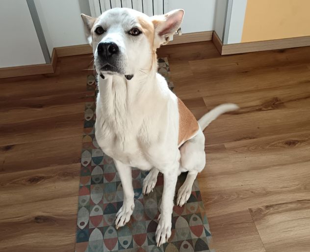 Meeko, dal divano al canile - Foto 3