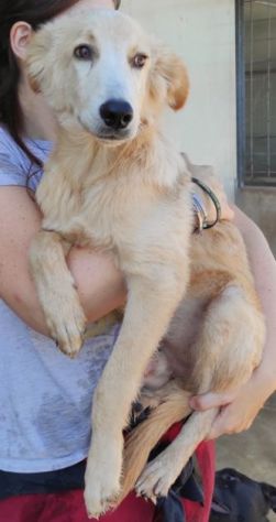 CUCCIOLO IN ADOZIONE: CECCO - Foto 6