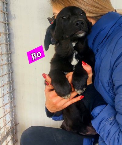 CUCCIOLI IN ADOZIONE - Foto 7
