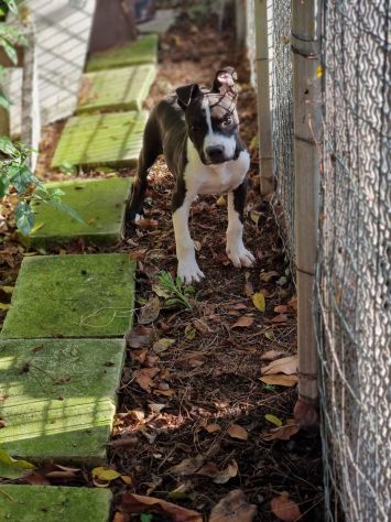 Cucciolo con pedigree ENCI American Staffodshire Terrier - Foto 4