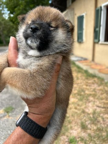 Cuccioli di Shiba Inu con pedigree ENCI - Foto 4