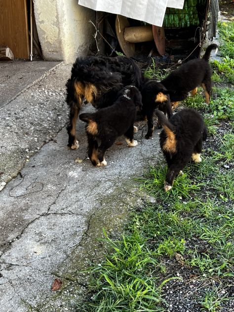 Cuccioli maschietti di Bovaro del Bernese - Foto 10