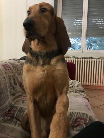 DRAGO, segugio italiano a pelo forte - Foto 7