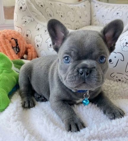 BULLDOG FRANCESE CUCCIOLI BLU - BOULEDOGUE PUPPY pag rateale