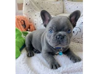 BULLDOG FRANCESE CUCCIOLI BLU - BOULEDOGUE PUPPY pag rateale