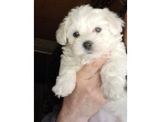 Cani Maltesi