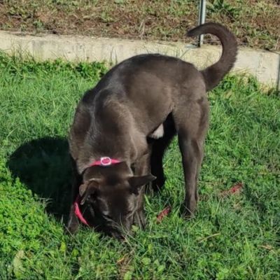 LEO, simil labrador, CANE IN ADOZIONE - Foto 6