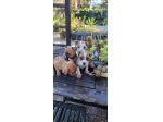 Cuccioli Amstaff con pedigree ENCI
